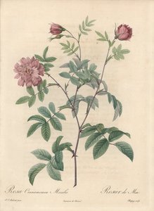Róża majowa lub róża cynamonowa - Eau forte de Chapuy, z ilustracji Pierre Joseph Redoute (1759-1840), ekstrakt z Les Roses autorstwa Pierre Joseph Redouté