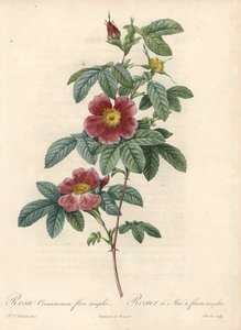 Róża majowa lub różany cynamon prosty kwiat - Eau forte od Charlin, z ilustracji Pierre Joseph Redoute (1759-1840), z Les Roses autorstwa Pierre Joseph Redouté