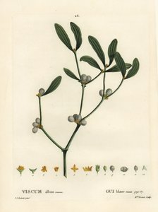 Jemioła, album Visum. Ręcznie barwiony grawerunek punktowany przez pannę Brenet na podstawie ilustracji Pierre-Josepha Redoute z Treat des Arbres et Shrustes Henri Louisa Duhamela du Moncel, Paryż autorstwa Pierre Joseph Redouté