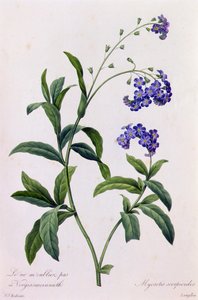 Myosotis Scorpiodes (kolorowy grawerunek) autorstwa Pierre Joseph Redouté