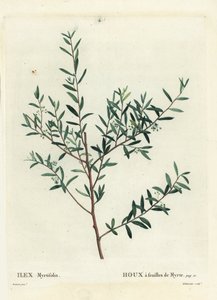 Ostrokrzew mirtowy lub dahoon mirtowy, Ilex myrtifolia. Ręcznie barwiony grawerunek punktowany autorstwa Delaneaux według ilustracji Pierre-Josepha Redoute z Treat des Arbres et Shrustes Henri Louisa Duhamela du Moncel, Paryż autorstwa Pierre Joseph Redouté
