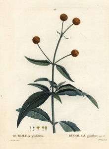Pomarańczowo-kulkowe drzewo lub pomarańczowa kula buddleja, Buddleja globosa (Buddlea globiflora). Ręcznie barwiony grawerunek punktowany przez pannę Brenet na podstawie ilustracji Pierre-Josepha Redoute z Treat des Arbres et Shrustes Henri Louisa Duhamela autorstwa Pierre Joseph Redouté