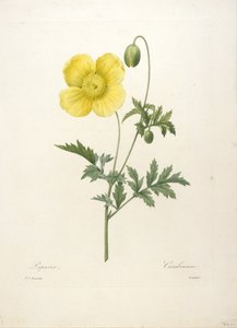 Papaver, z Wybór najpiękniejszych kwiatów i najpiękniejszych owoców, 1827 (ręcznie kolorowane kropkowane grawerowanie)