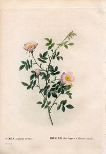 Różowa róża żywopłotowa, odmiana Rosa aggrestis, róża siana o różowych kwiatach. Ręcznie barwiony miedzioryt kropkowany z „”Les Roses” Pierre