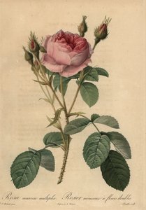 Różowa róża z mchu, Rosa centifolia f. muscosa autorstwa Pierre Joseph Redouté