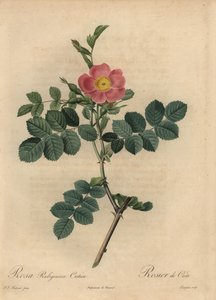 Różowa róża z trzciny cukrowej, Rosa autorstwa Pierre Joseph Redouté