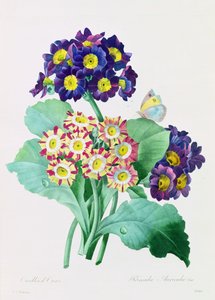 Primula Auricula von Pierre-Joseph Redouté