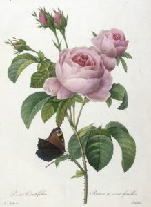 Rosa Centifolia, Rosier a cent-feuilles, z Wybór najpiękniejszych kwiatów i najpiękniejszych owoców, 1827 (ręcznie barwione kropkowane grawerowanie)