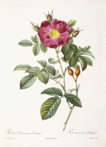 Rosa Damascena Coccina autorstwa Pierre Joseph Redouté