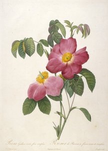 Rosa Gallica rosea flore simplici, Rosier de Provins a fleurs roses et simples, z La Couronne Des Roses, 1817-24 (ręcznie barwione kropkowane grawerowanie)