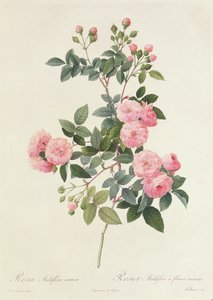 Rosa Multiflora Carnea autorstwa Pierre Joseph Redouté