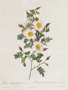 Rosa Pimpinelli-Folia Inermis autorstwa Pierre Joseph Redouté