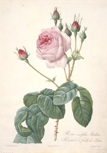 Rosa centifolia Bullata, Krzak róży z liśćmi sałaty, z Les Roses, 1817-24 (ręcznie barwione kropkowane grawerowanie) autorstwa Pierre Joseph Redouté
