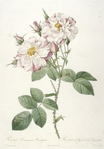 Rosa damascene variegata, Rosier d’Yorck et de Lancastre, z La Couronne des Roses, 1817-24 (ręcznie barwione punktowe grawerowanie) autorstwa Pierre Joseph Redouté
