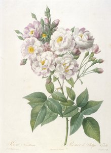 Rosa noisettiana, Rosier de Philippe de Noisette, z La Couronne des Roses, 1817-24 (ręcznie kolorowane kropkowane grawerowanie) autorstwa Pierre Joseph Redouté