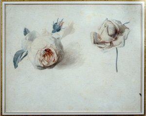 Rose study Akwarela Pierre