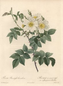 Rosier krótki styl, odmiana z żółto-białymi kwiatami - Eau forte autorstwa Langlois Charlin, z ilustracji Pierre Joseph Redoute (1759-1840), ekstrakt z Les Roses autorstwa Pierre Joseph Redouté