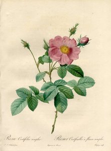 Rosier setki z prostymi kwiatami - Eau forte de Chapuy, z ilustracji Pierre