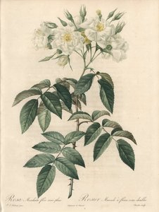 Róża piżmowa, z podwójnymi kwiatami - Etching by Charlin, z ilustracji Pierre Joseph Redoute (1759-1840), wyciąg z Les Roses autorstwa Pierre Joseph Redouté