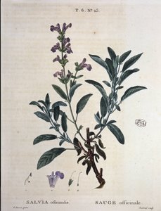 Sage officinalis - w „”Nowym Duhamelu lub traktacie o drzewach i krzewach, które zakradły się we Francji”, rysunki P.J. Redouté i P. Bessa, Paryż autorstwa Pierre Joseph Redouté