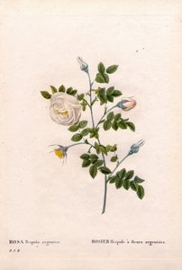 Różyczka srebrnokwiatowa, odmiana Rosa tomentosa, Pink Rose ze srebrnymi kwiatami. Ręcznie barwiony miedzioryt kropkowany z „”Les Roses” Pierre