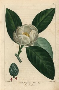Małe drzewo magnolii lub biała zatoka, Magnolia glauca (grawerowanie) autorstwa Pierre Joseph Redouté