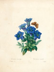 Goryczka bezłodygowa, z „Wybór najpiękniejszych kwiatów i najpiękniejszych owoców”, t. II, 1827-33