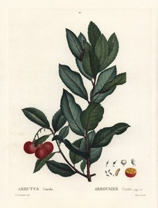 Drzewo truskawkowe, Arbutus unedo. Ręcznie barwiony grawerunek punktowany według ilustracji Pierre-Joseph Redoute z Treat des Arbres et Shrustes Henri Louisa Duhamela du Monceau, Paryż autorstwa Pierre Joseph Redouté