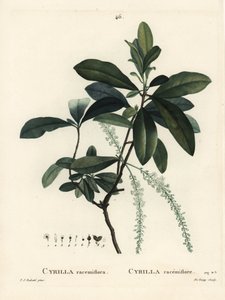 Cyrilla bagienna, Cyrilla racemiflora. Ręcznie barwiony grawerunek punktowany autorstwa De Gouy według ilustracji Pierre-Joseph Redoute z Treat des Arbres et Shrustes Henri Louisa Duhamela du Moncel, Paryż autorstwa Pierre Joseph Redouté