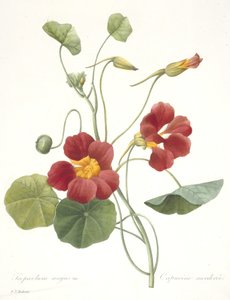 Tropaeolum majus (Garden Nasturtium), 1827 autorstwa Pierre Joseph Redouté