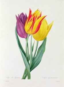 Tulipa Gesneriana (kolorowy grawer) autorstwa Pierre Joseph Redouté
