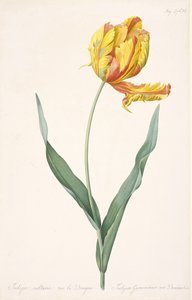 Tulipa Gesneriana var. Tulipan papugi smoka, 1816. autorstwa Pierre Joseph Redouté