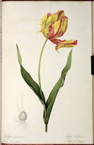Tulipanowe smoki gesneriana z 