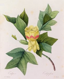 Tulipifera (kolorowy grawer) autorstwa Pierre-Joseph Redouté