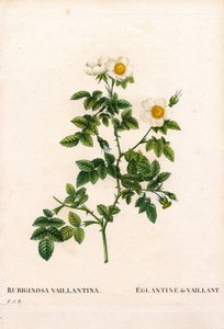 róża cukrowa Vaillant, odmiana Rosa rubiginosa, L