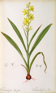 Wachendorfia Thyrsiflora, z 