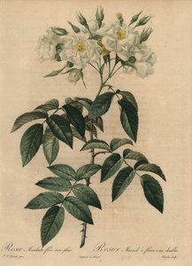 Biała róża piżmowa, Rosa moschata autorstwa Pierre Joseph Redouté