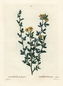Dziki lub żółty jaśmin, owoc jaśminu. Ręcznie barwiony grawerunek punktowany przez pannę Brenet według ilustracji Pierre-Joseph Redoute z Treat des Arbres et Shrustes Henri Louisa Duhamela du Moncel, Paryż autorstwa Pierre Joseph Redouté