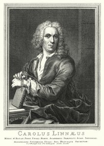 Carl Linnaeus, szwedzki botanik i zoolog (grafika)