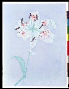 Lilia, po 1921 (akwarela i ołówek) autorstwa Piet Mondrian