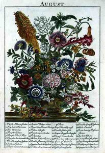 Sierpień, z „The Flower Garden Displayed” Roberta Furbera (ok. 1674-1756), sztych. James Smith, wyd. 1732 (kolorowy grawerunek)