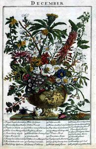 grudzień, z „The Flower Garden Displayed” Roberta Furbera (ok. 1674-1756), sztych. James Smith, wyd. 1732 (kolorowy grawerunek)