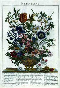 Luty, z „The Flower Garden Displayed” Roberta Furbera (ok. 1674-1756), sztychowane przez Jamesa Smitha, wyd. 1732 (kolorowy grawerunek)