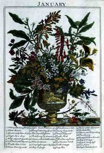 Styczeń, z „The Flower Garden Displayed” Roberta Furbera (ok. 1674-1756), sztychowane przez Jamesa Smitha, wyd. 1732 (kolorowy grawerunek)