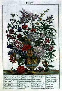 lipiec, z „The Flower Garden Displayed” Roberta Furbera (ok. 1674-1756), sztych. James Smith, wyd. 1732 (kolorowy grawerunek)