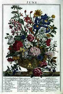 Czerwiec, z „The Flower Garden Displayed” Roberta Furbera (ok. 1674-1756), sztych. James Smith, wyd. 1732 (kolorowy grawerunek)