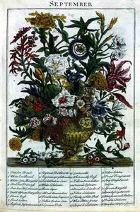 Wrzesień, z „The Flower Garden Displayed” Roberta Furbera (ok. 1674-1756), sztych. James Smith, wyd. 1732 (kolorowy grawerunek)