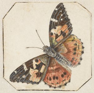 Motyl oset (Vanessa cardui) autorstwa Pieter Barbiers (possibly)