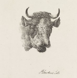głowa byka