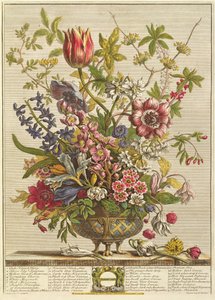 Luty, z "Dwanaście miesięcy kwiatów" Roberta Furbera (ok. 1674-1756) grawerowanego przez Henry
